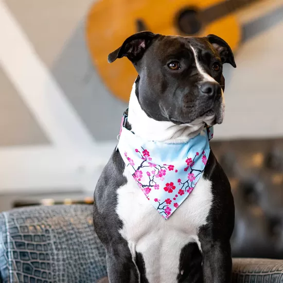 BANDANAS
