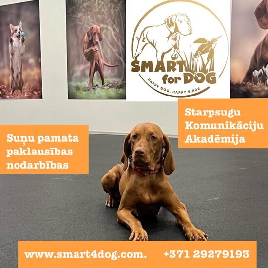 PAMATA PAKLAUSĪBAS NODARBĪBA GRUPĀ (LĪDZ 4 SUŅIEM)