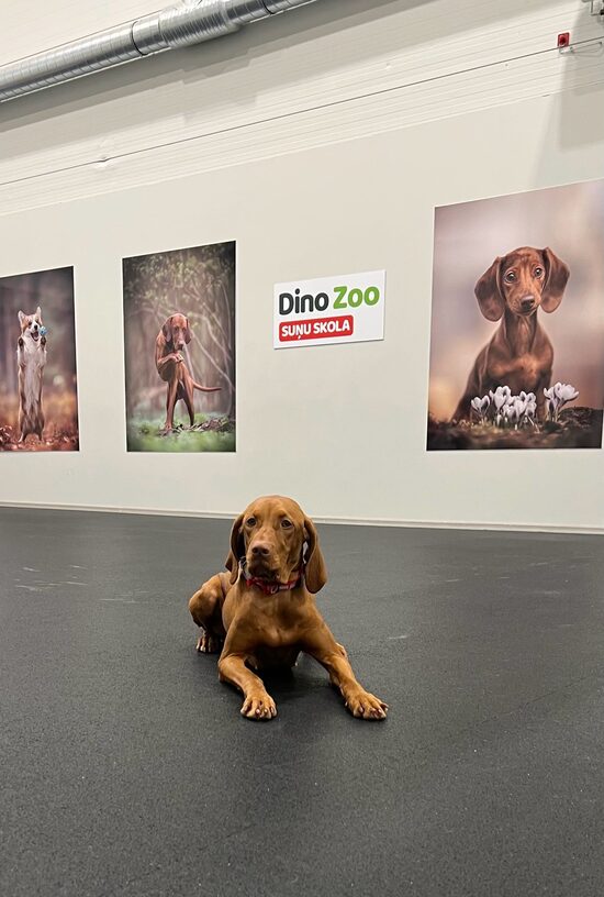 PAMATA PAKLAUSĪBAS NODARBĪBA GRUPĀ (LĪDZ 4 SUŅIEM)